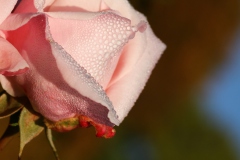 Autum_rose_IMG_6073_cr