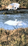 Egret-Show-Off