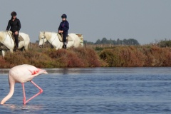 Flamingo-and-horse