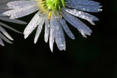 Flower_dew_IMG_6122_cr