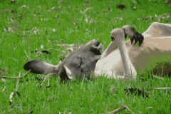 Napping-Kangaroo-