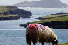 Sheep_Ireland_Valentia-ISland_Bray-Head_-view-of-Skellig-ISlandsDSC00481